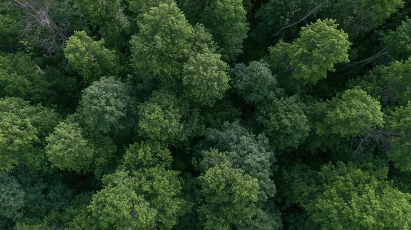 Aerial top-down view of dense forest canopy with lush green treetops