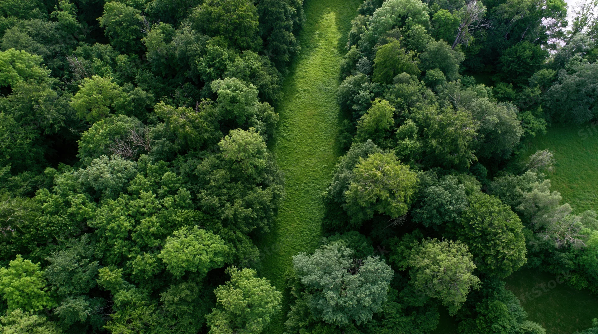 Aerial top-down view of a dense forest with a narrow grassy path cutting through the tree canopy