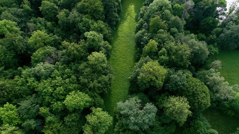 Aerial top-down view of a dense forest with a narrow grassy path cutting through the tree canopy