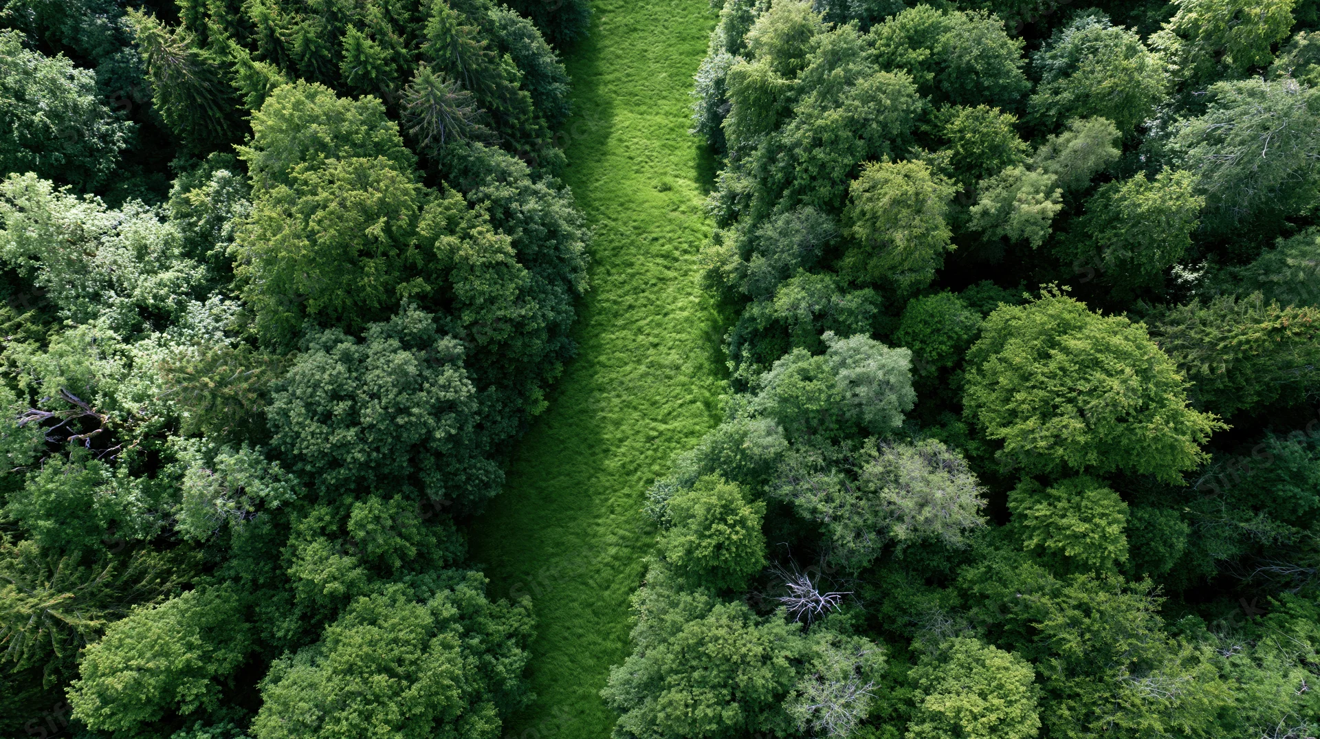 Aerial top-down view of a grassy path cutting through a dense green forest canopy