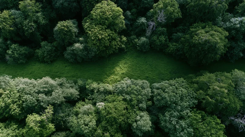 Aerial top-down view of dense forest canopy with a grassy clearing in the center