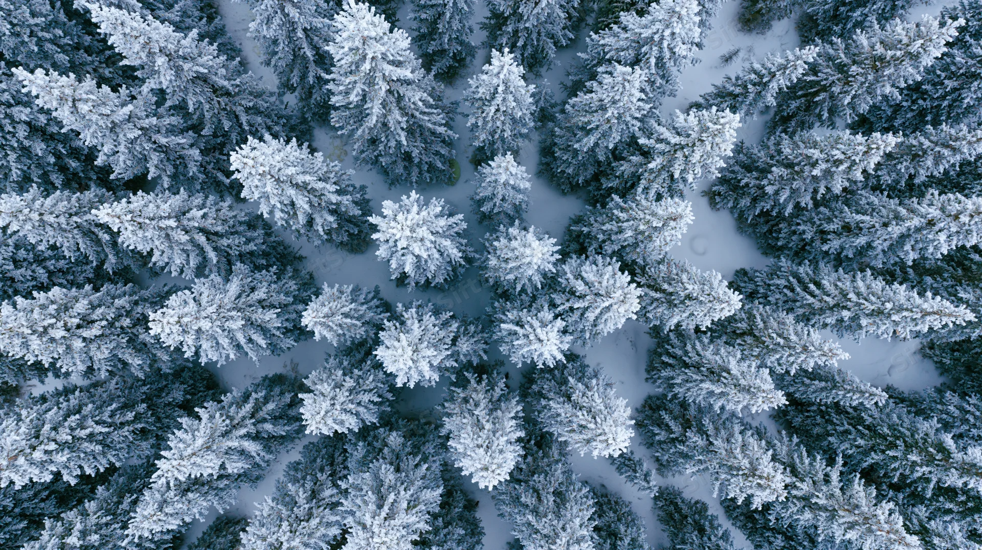 Aerial top-down view of snow-covered pine trees in a dense winter forest
