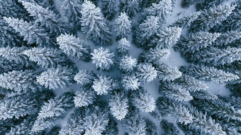 Aerial top-down view of snow-covered pine trees in a dense winter forest