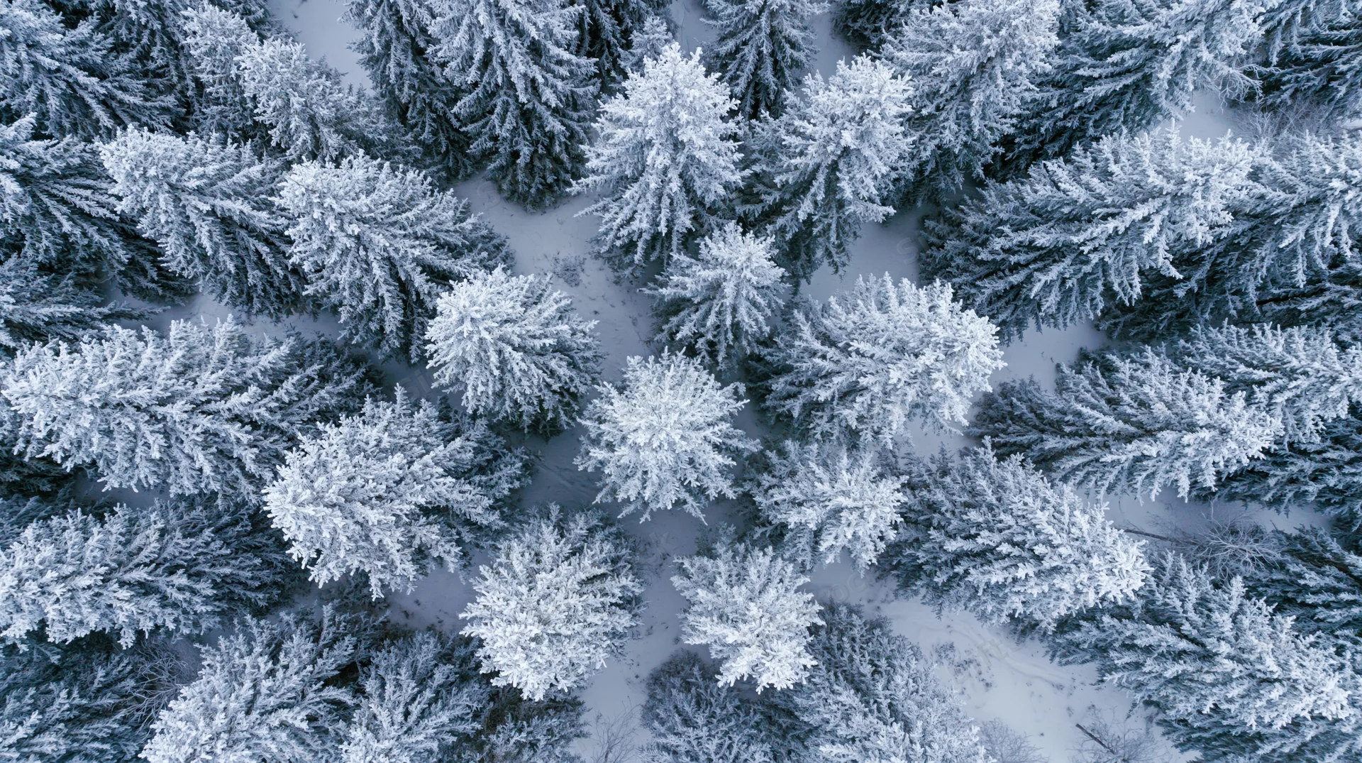 Aerial top-down view of snow-covered pine trees in a dense winter forest