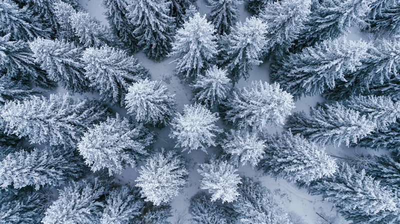 Aerial top-down view of snow-covered pine trees in a dense winter forest