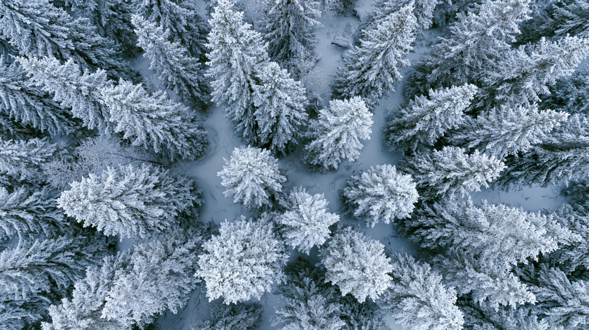 Aerial top-down view of snow-covered pine trees in a dense winter forest