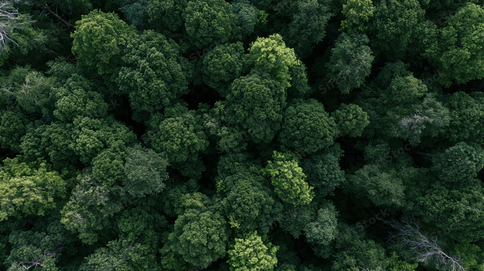 Aerial top-down view of dense forest canopy from above