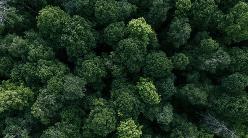 Aerial top-down view of dense forest canopy from above