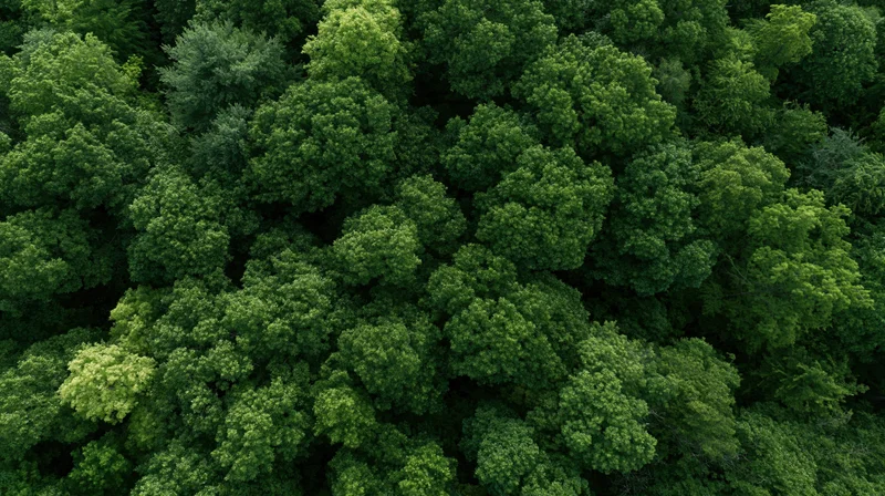 Aerial top-down view of dense forest canopy with lush green treetops
