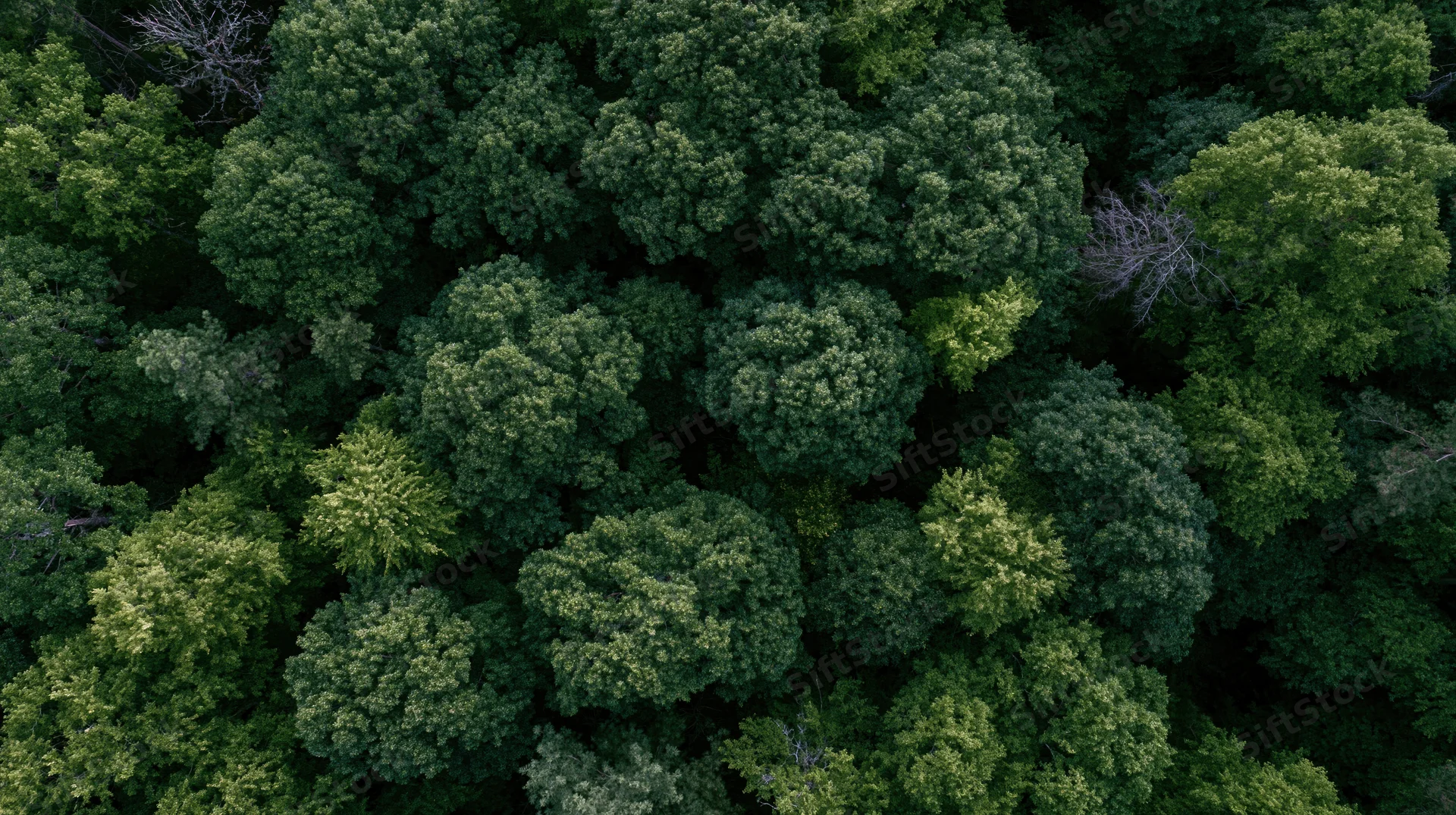 Aerial top-down view of dense forest canopy from above