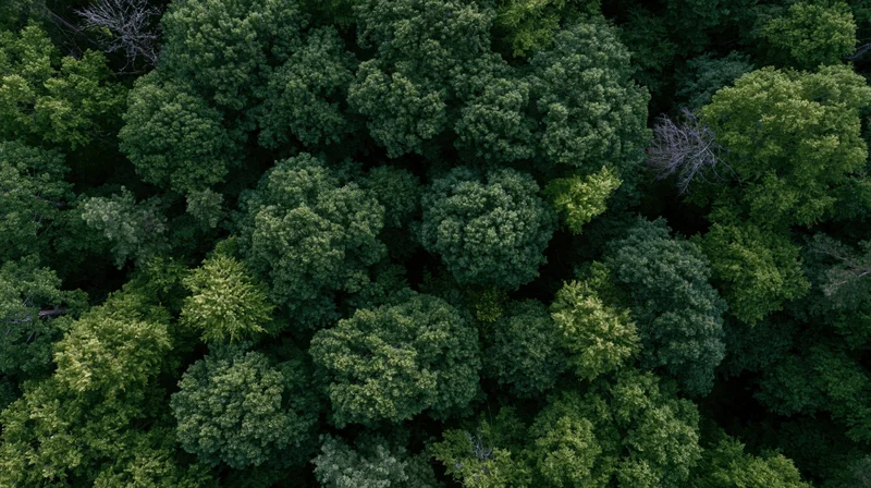 Aerial top-down view of dense forest canopy from above