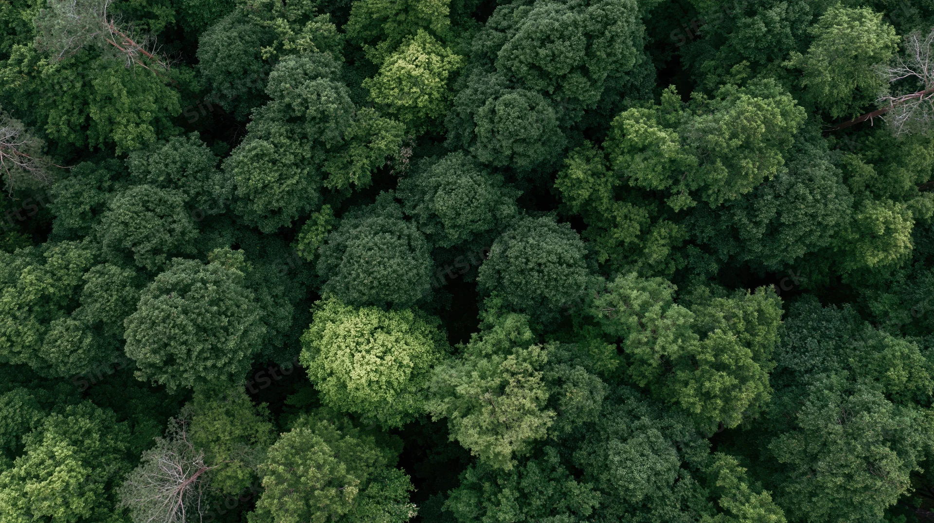 Aerial top-down view of dense forest canopy with lush green treetops