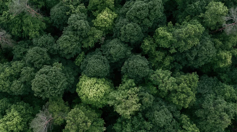 Aerial top-down view of dense forest canopy with lush green treetops