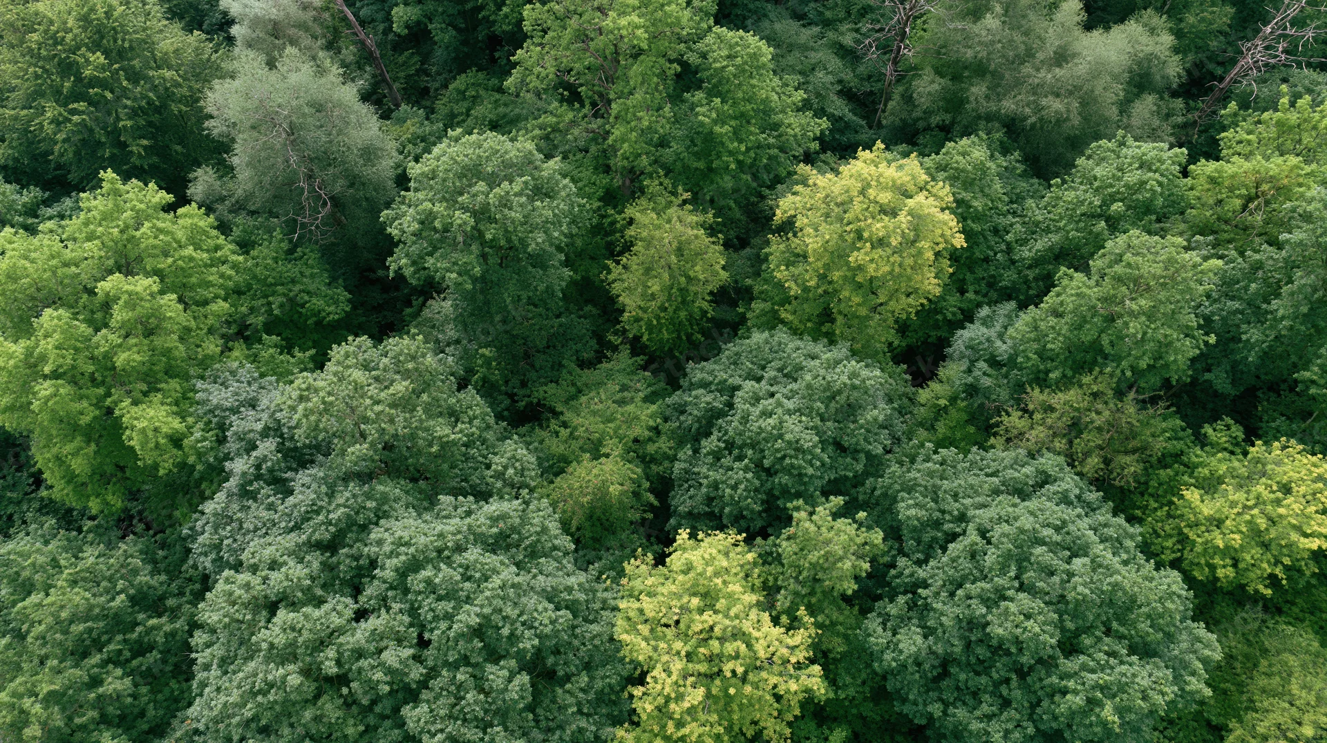 Aerial top-down view of dense forest canopy with varied green foliage