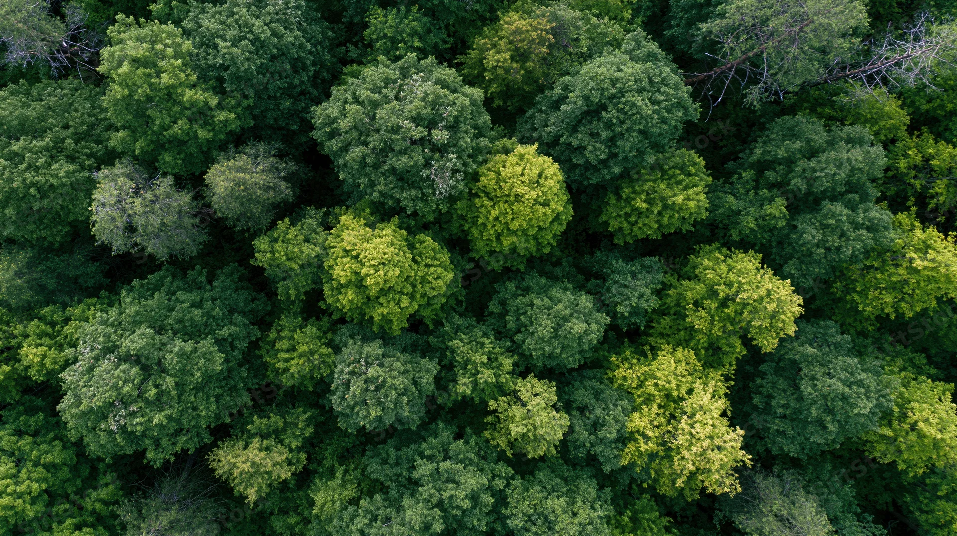 Aerial top-down view of dense forest canopy with lush green treetops