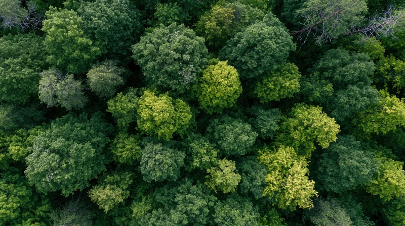 Aerial top-down view of dense forest canopy with lush green treetops