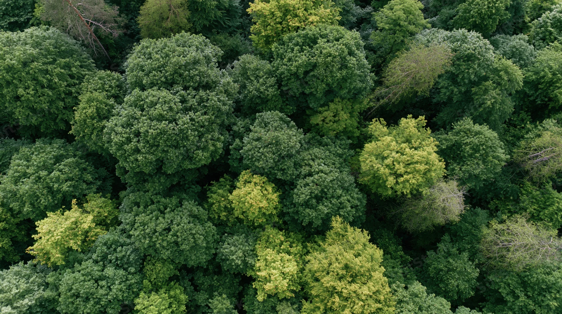 Aerial top-down view of dense forest canopy with lush green trees and foliage