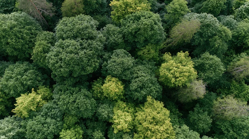 Aerial top-down view of dense forest canopy with lush green trees and foliage