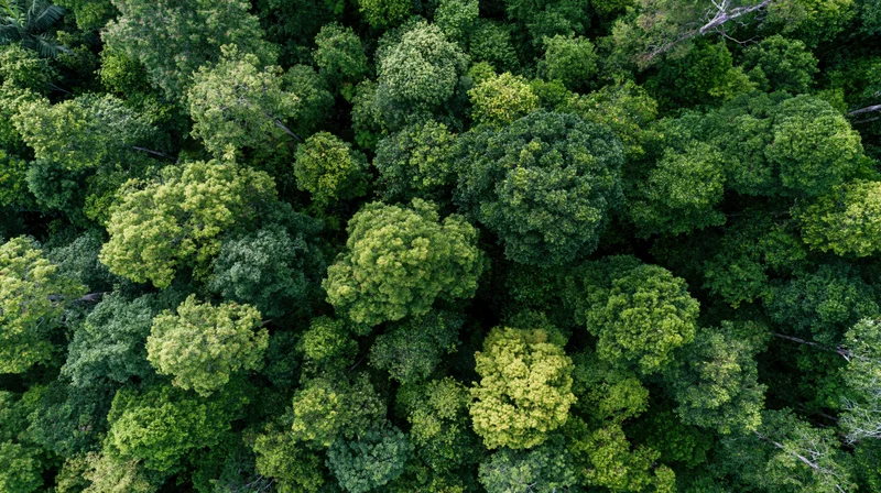 Aerial top-down view of dense green forest canopy from above