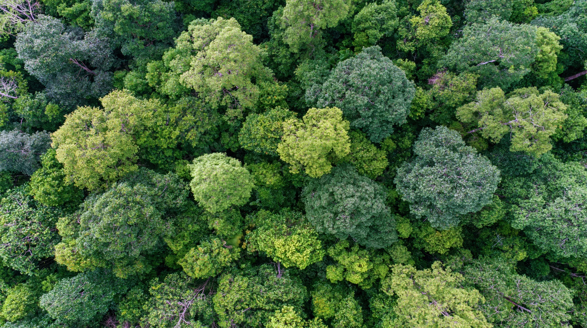Aerial top-down view of dense green forest canopy