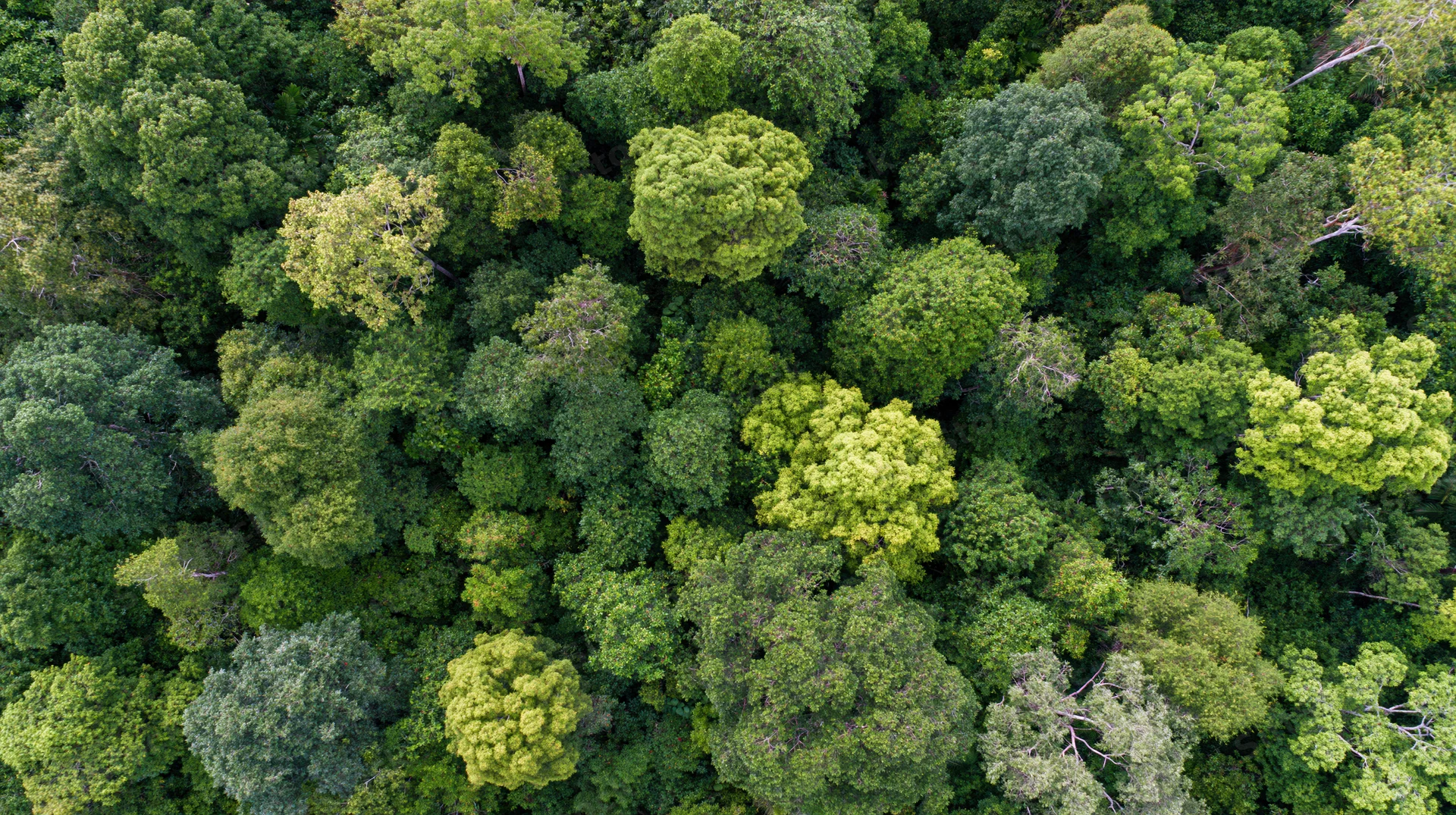 Aerial top-down view of dense forest canopy with lush green treetops