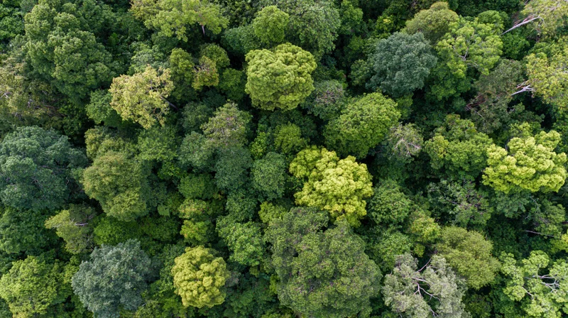 Aerial top-down view of dense forest canopy with lush green treetops