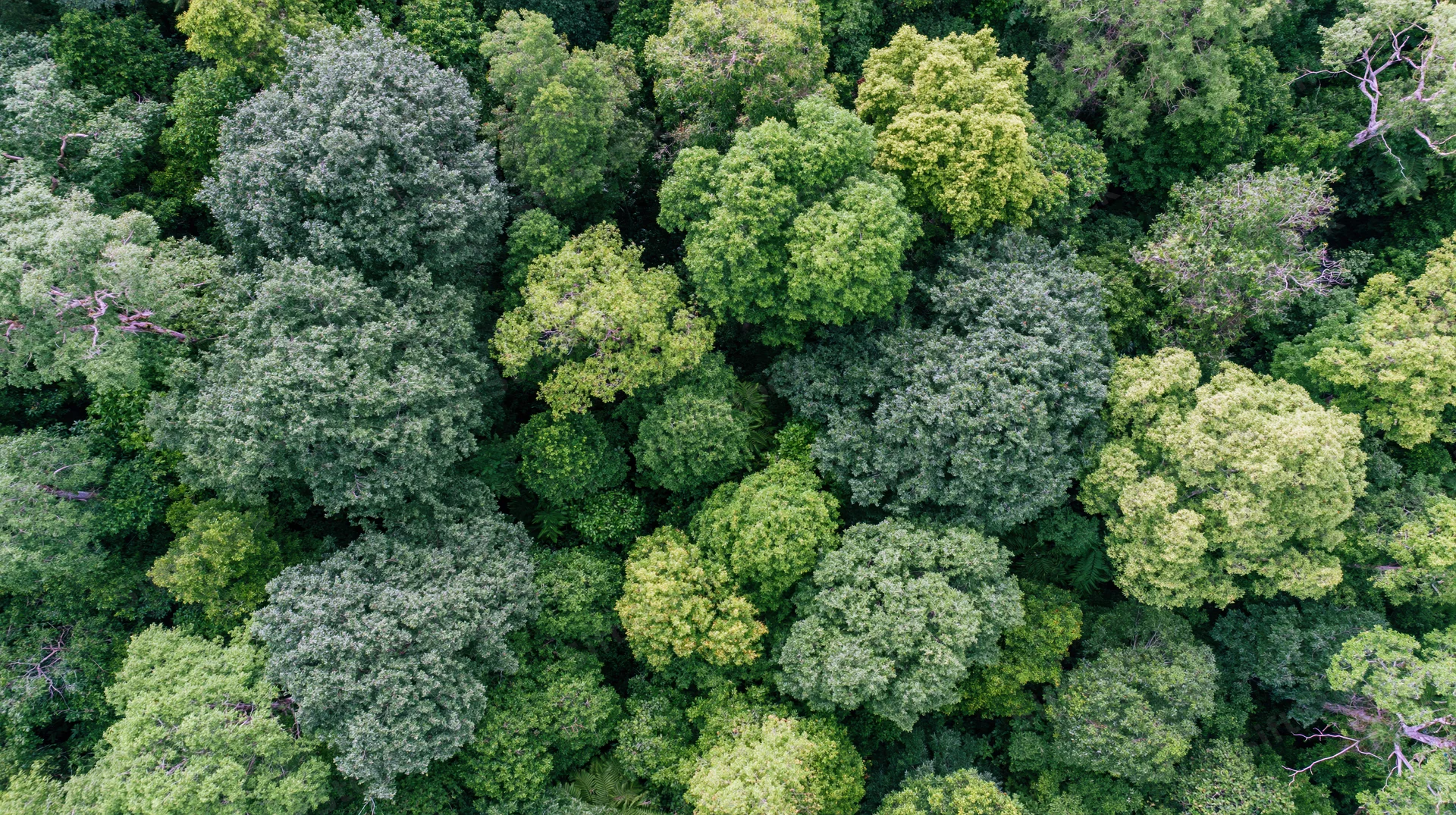Aerial top-down view of dense forest canopy with lush green treetops