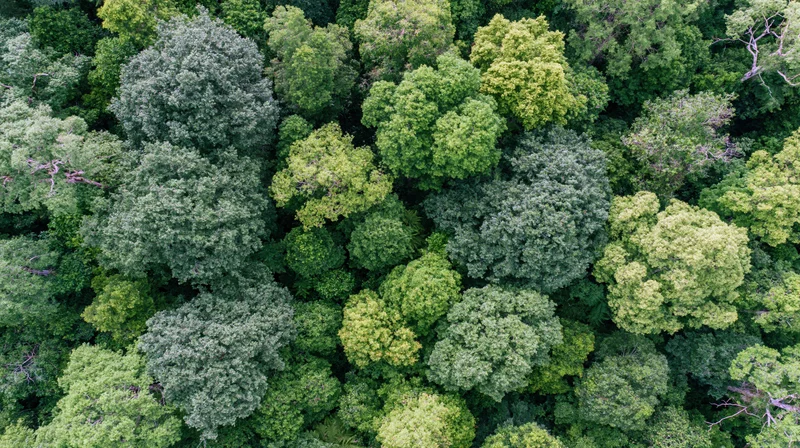Aerial top-down view of dense forest canopy with lush green treetops