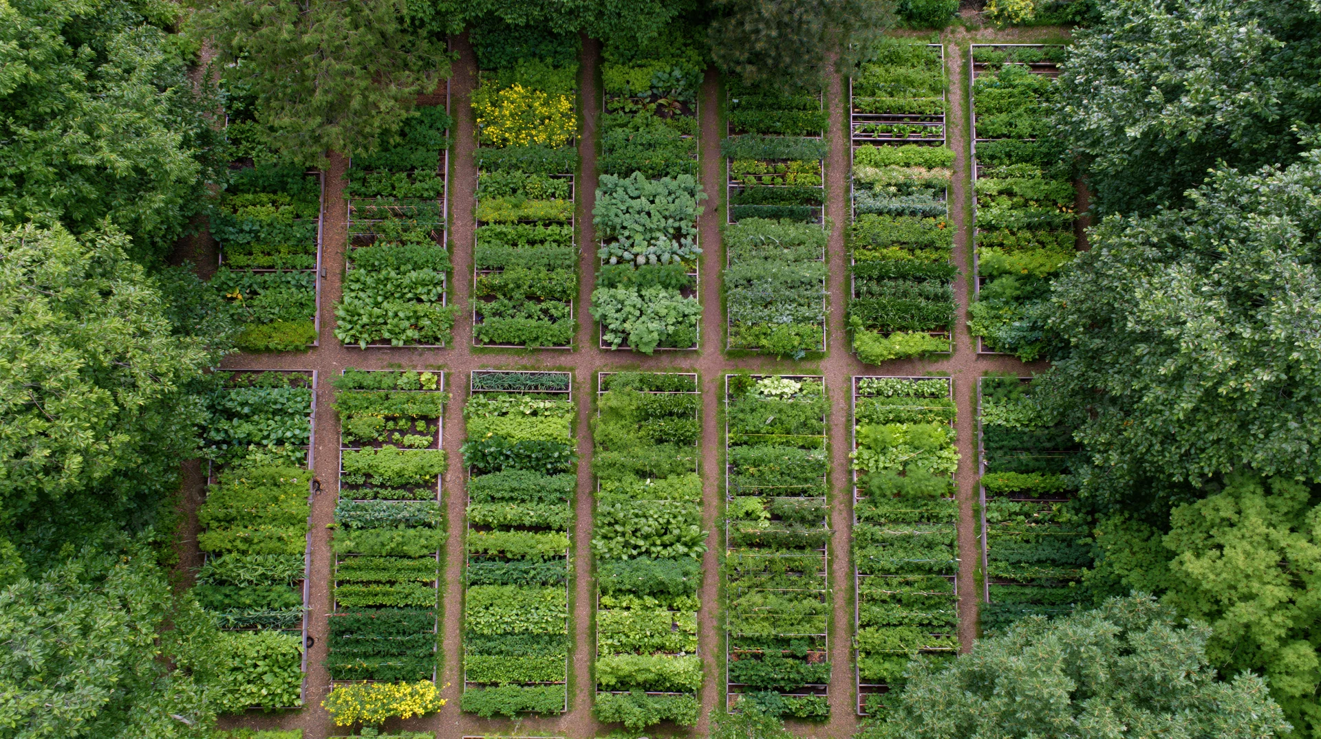 Aerial top-down view of a community vegetable garden with rows of crops and surrounding trees