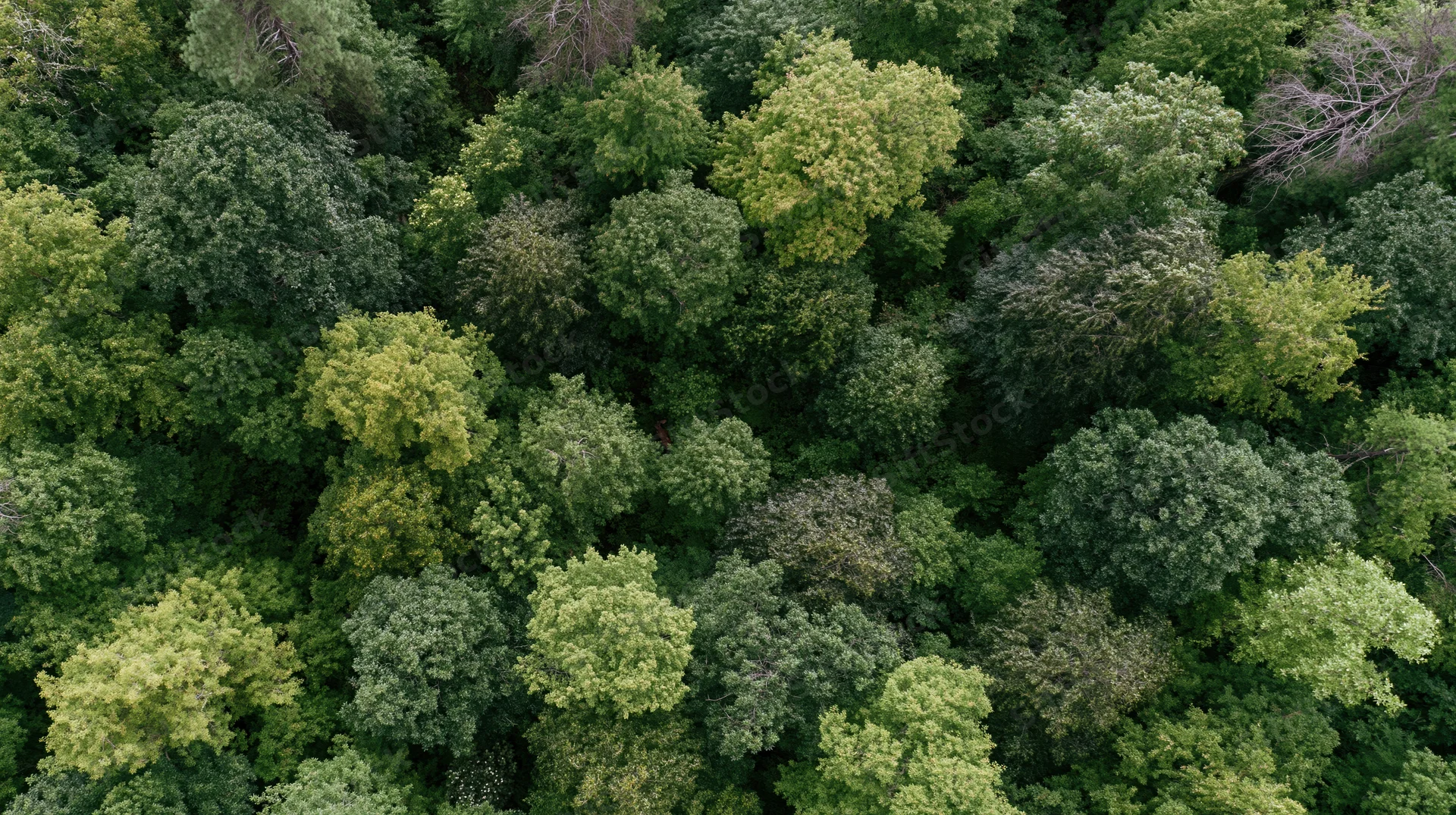 Aerial top-down view of dense forest canopy with lush green trees and foliage