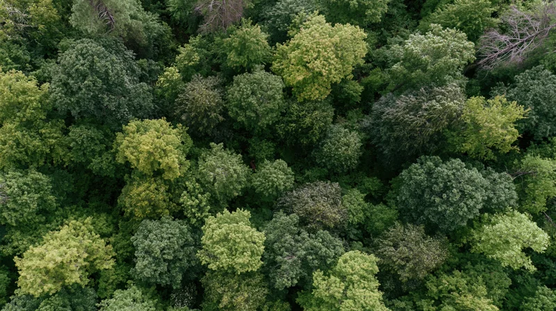 Aerial top-down view of dense forest canopy with lush green trees and foliage