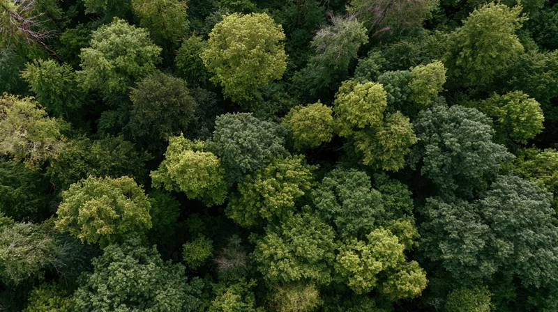 Aerial top-down view of dense forest canopy with green treetops and foliage