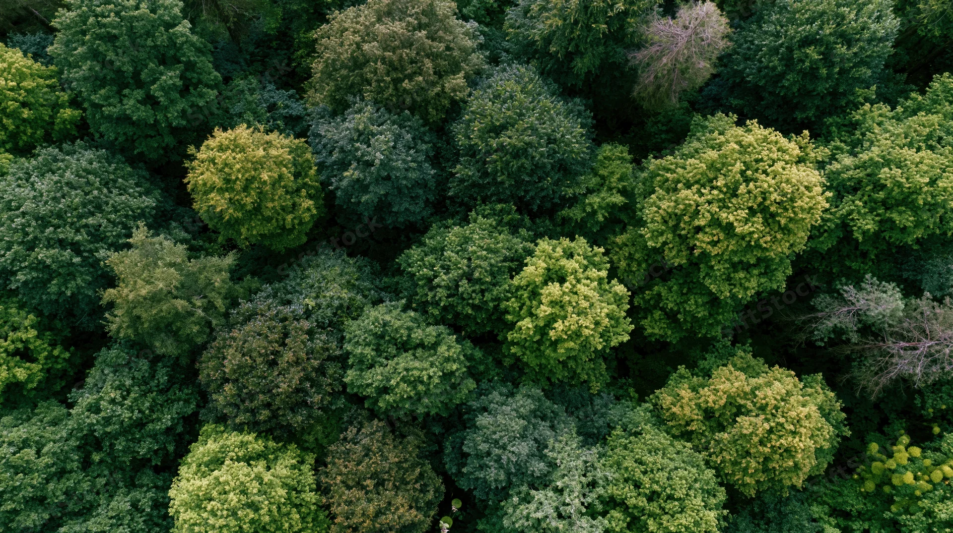 Aerial top-down view of dense forest canopy with green treetops and foliage