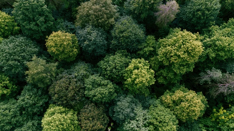 Aerial top-down view of dense forest canopy with green treetops and foliage