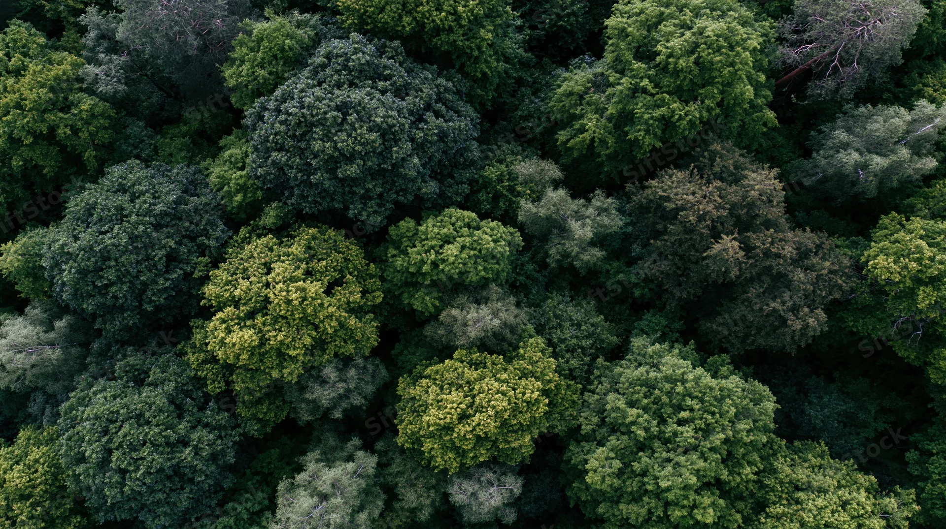 Aerial top-down view of dense forest canopy from above