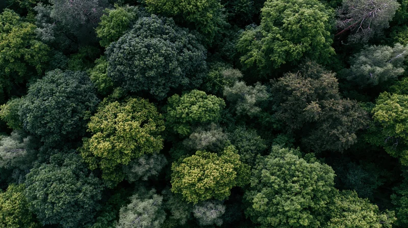 Aerial top-down view of dense forest canopy from above