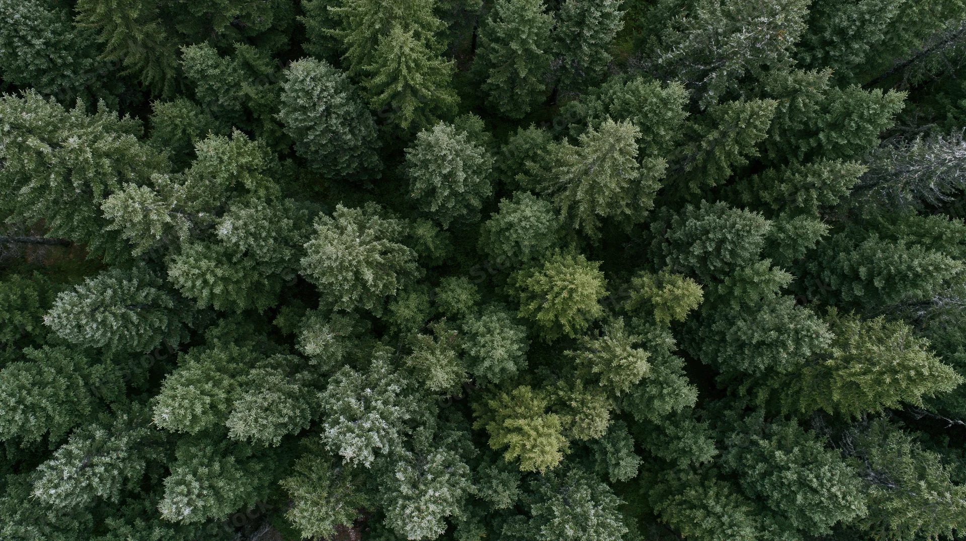 Aerial top-down view of dense evergreen forest canopy