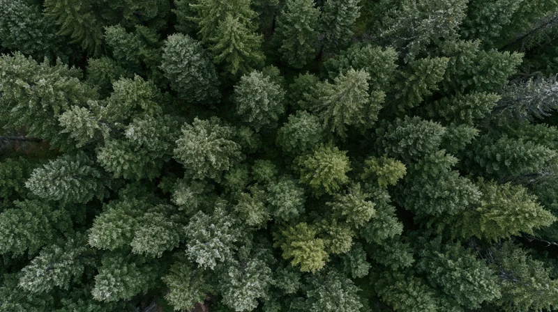 Aerial top-down view of dense evergreen forest canopy