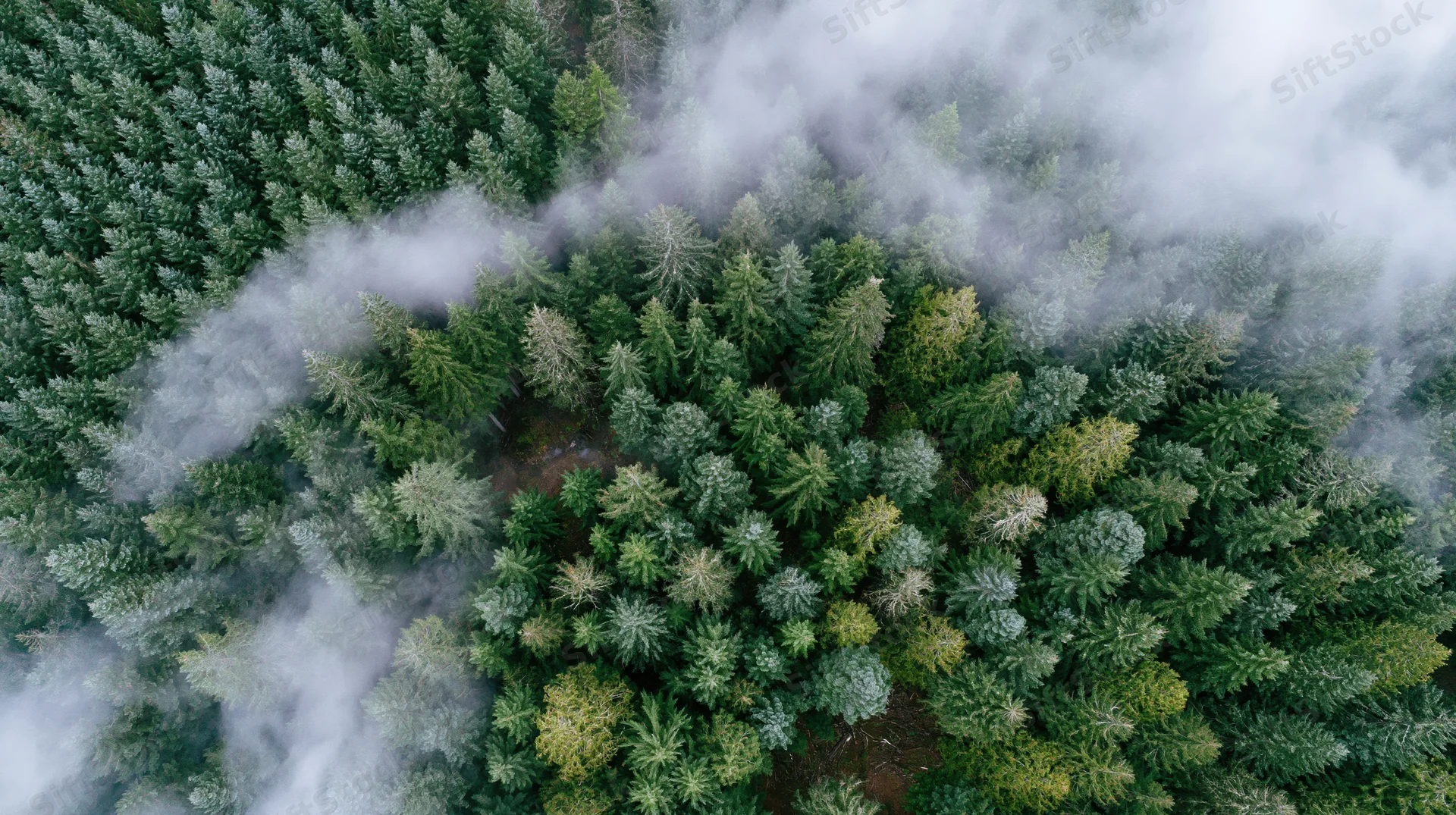 Aerial top-down view of dense conifer forest canopy with mist swirling through trees