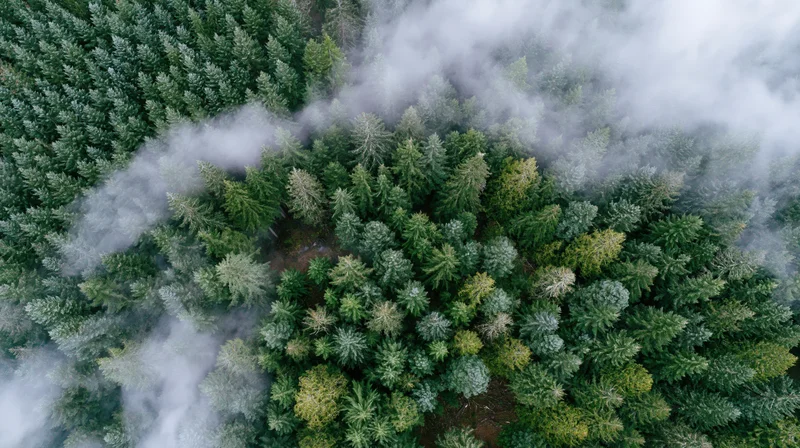 Aerial top-down view of dense conifer forest canopy with mist swirling through trees