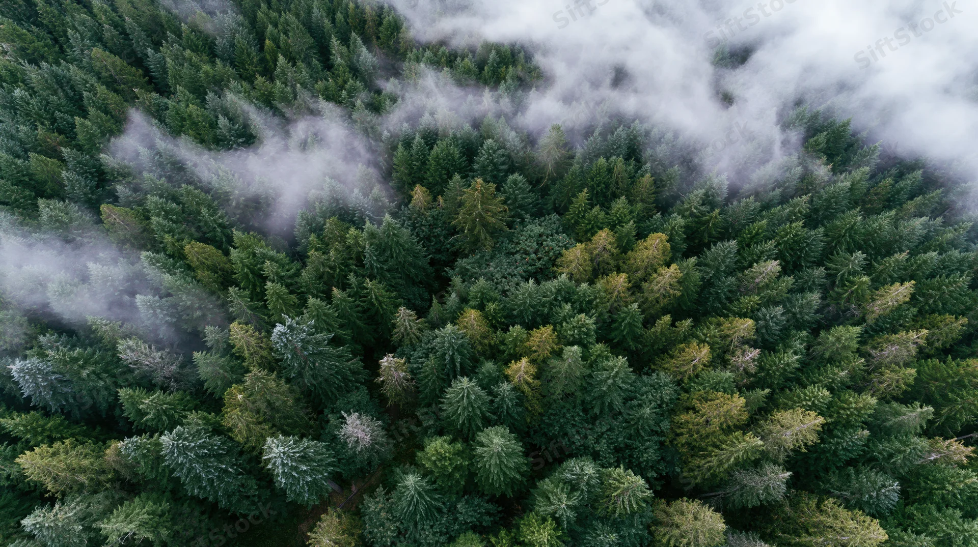 Aerial top-down view of dense conifer forest canopy with mist drifting through treetops