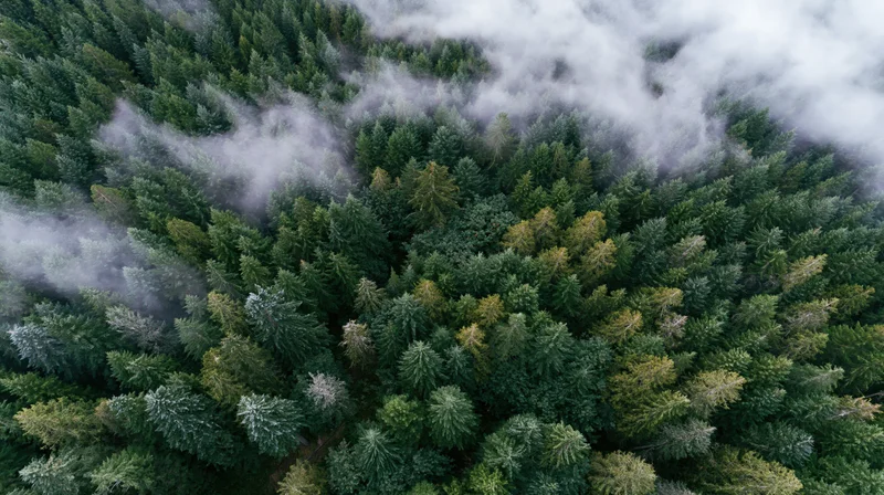 Aerial top-down view of dense conifer forest canopy with mist drifting through treetops