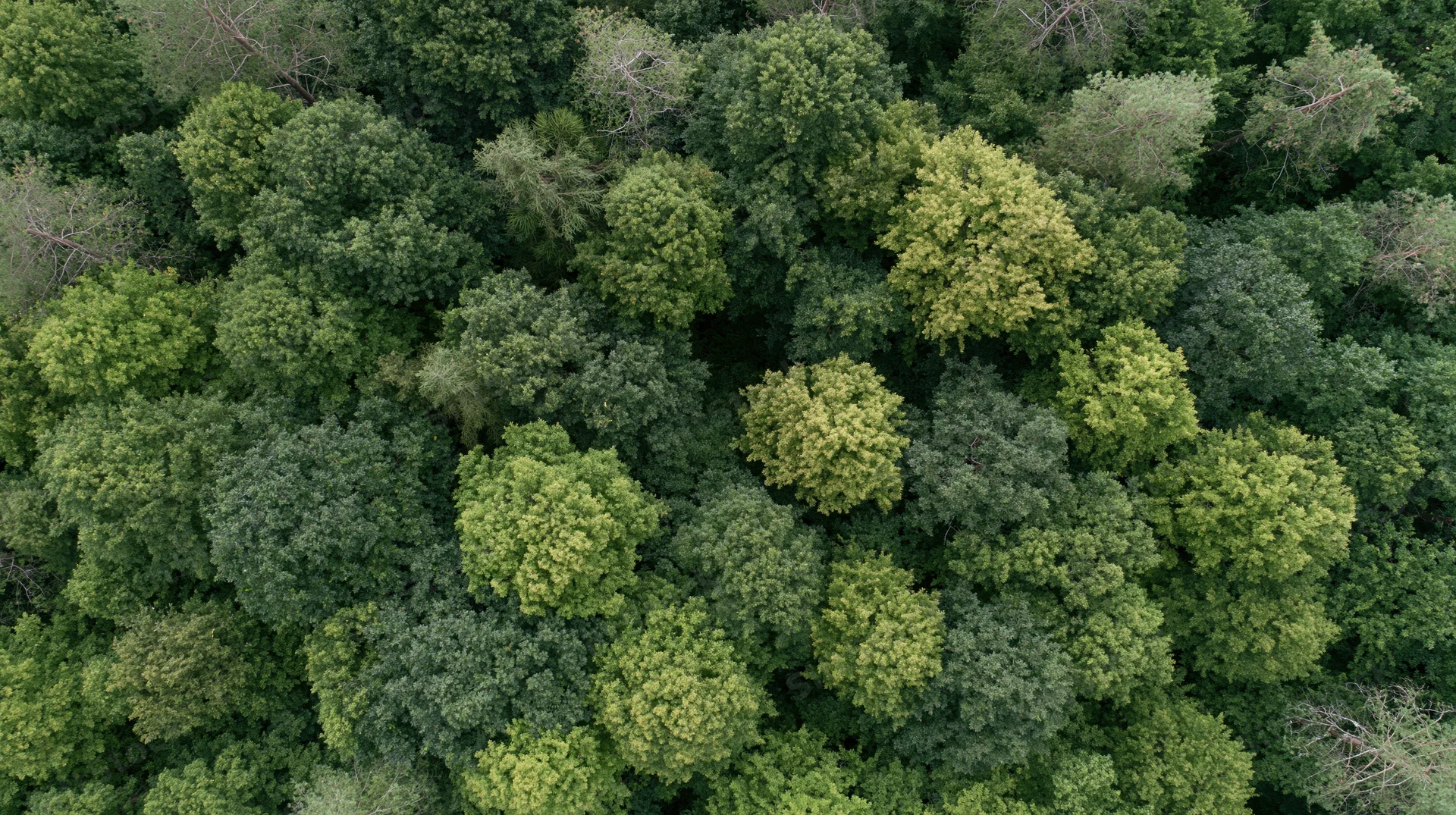 Aerial top-down view of dense deciduous forest canopy filled with green treetops