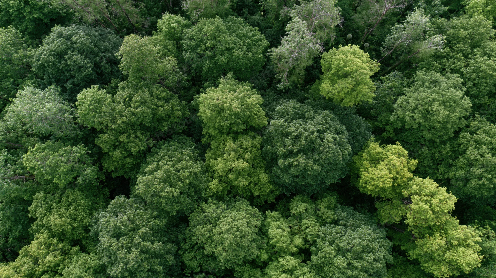 Aerial top-down view of dense deciduous forest canopy filled with green treetops