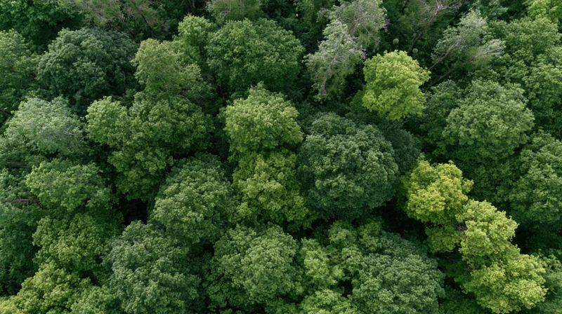 Aerial top-down view of dense deciduous forest canopy filled with green treetops