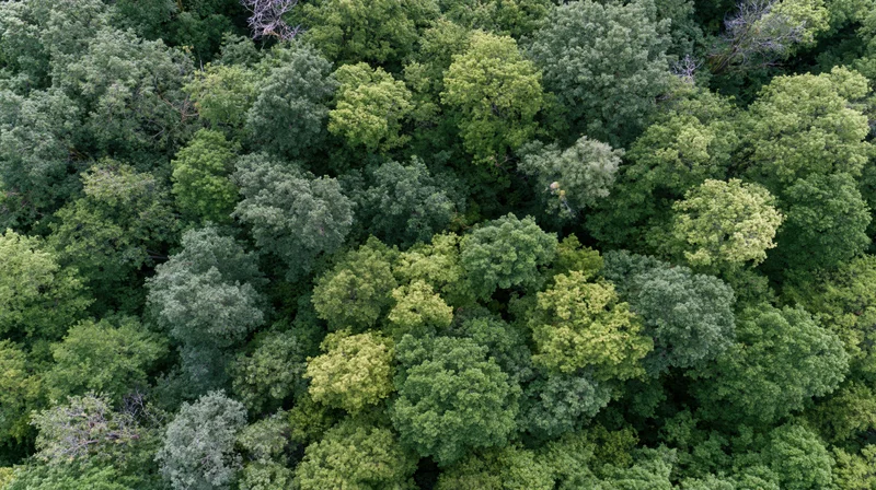 Aerial top-down view of dense deciduous forest canopy filled with green treetops