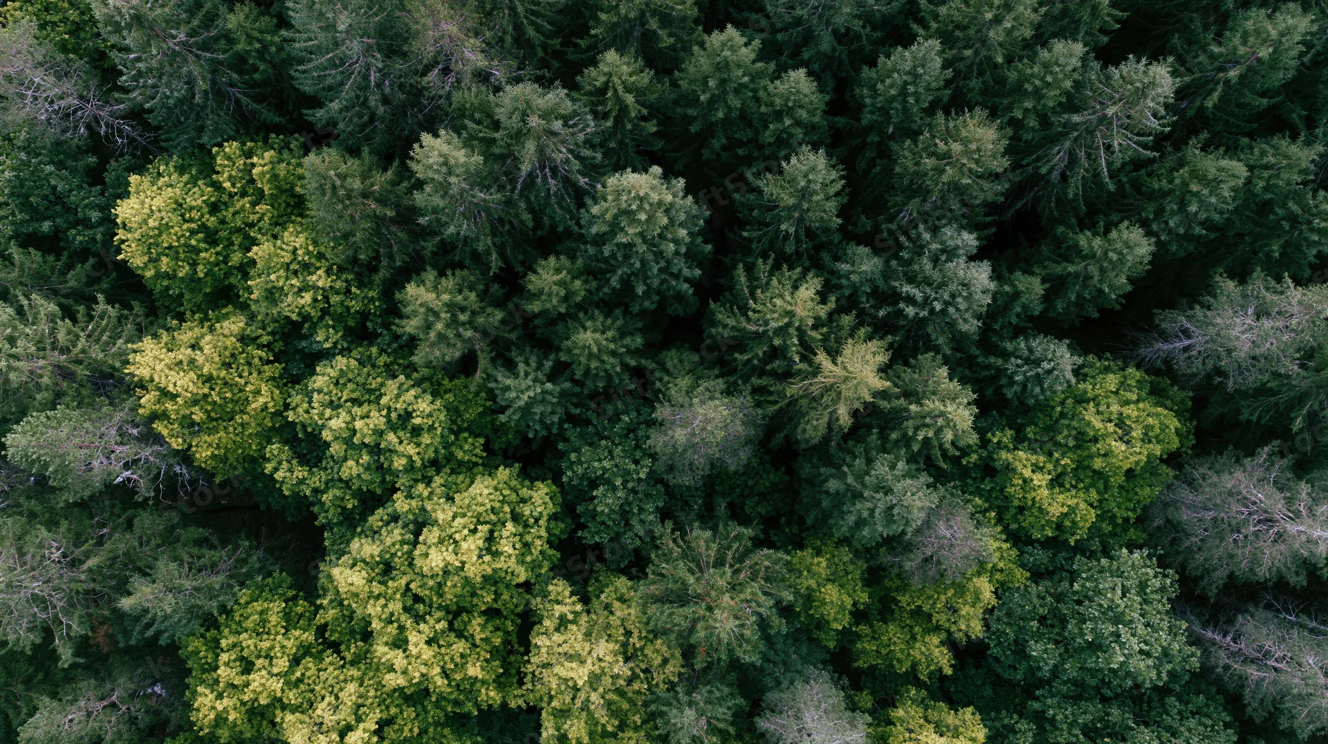 Aerial top-down view of dense mixed conifer and broadleaf forest canopy