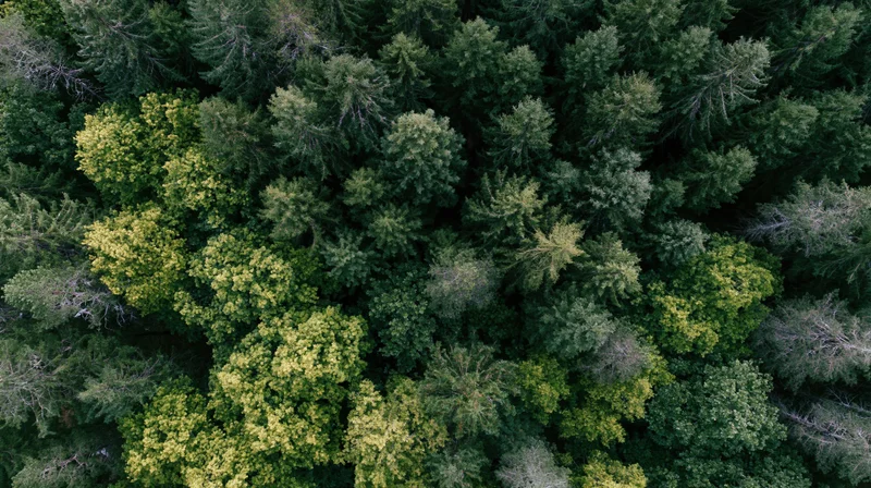 Aerial top-down view of dense mixed conifer and broadleaf forest canopy
