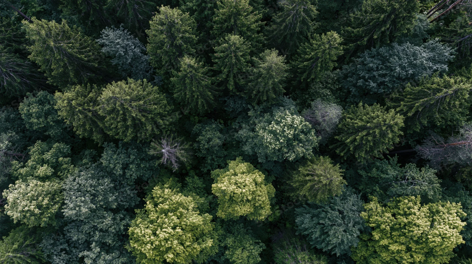 Aerial top-down view of dense mixed conifer and broadleaf forest canopy