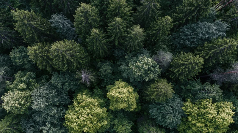 Aerial top-down view of dense mixed conifer and broadleaf forest canopy